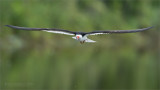 Black Skimmer looking for a Snack