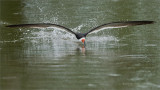 Black skimmer - Skimming