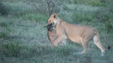 Female lion with Dinner
