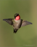 Ruby-throated Hummingbird