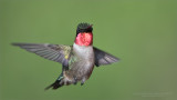 Ruby-throated Hummingbird