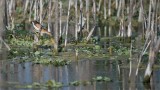 Least Bittern - Florida Swamp