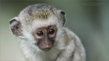 Black-faced Vervet Monkey