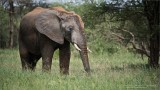 Elephant Face Painting