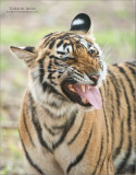 Royal Bengal Tiger in India