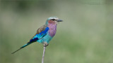Lilacbreasted roller - Tanzania