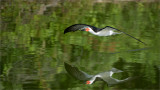 Black skimmer - Long Island NY