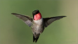 Ruby-throated Hummingbird in Flight