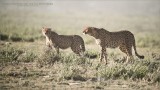 Cheetah Mother and Cub in a Dust Storm