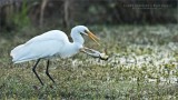 Great White Egret and a Bullfrog