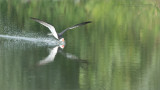 Black skimmer - Skimming