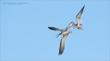 Black skimmers Fighting