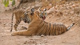 Tigeress and her angry cub