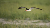 Black_Skimmer in Flight