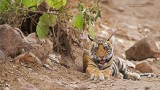 Royal Bengal Tige Cub