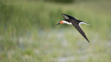 Black_Skimmer in Flight