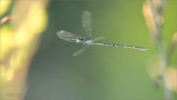Damselfly in Flight