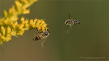 Yellow Jacket Bee and a little friend.