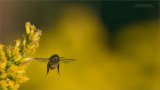 Yellow Jacket in flight.