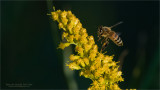 Yellow Jacket Lift Off