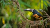 Collard aracari