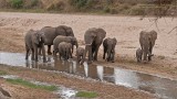 Elephant Family