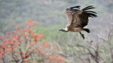 Indian Vulture