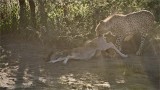 Cheetah Cub with a Kill