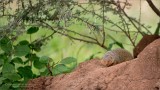 Common Dwarf Mongoose