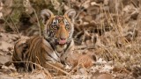 Tiger cub - India