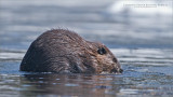 Canadian Beaver blowing bubbles!