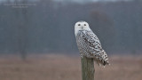 Maria Barlow - Snowy Owl Image