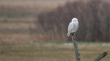 Snowy owl on a post
