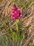 Dactylorhiza sambucina f. rubra