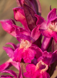 Dactylorhiza sambucina f. rubra