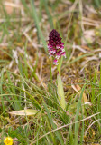Neotinea ustulata