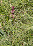 Anacamptis coriophora subsp. coriophora