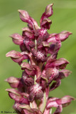 Anacamptis coriophora subsp. coriophora