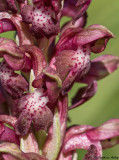 Anacamptis coriophora subsp. coriophora