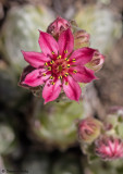 Sempervivum arachnoideum