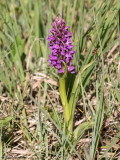 Dactylorhiza incarnata