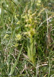 Coeloglossum viride