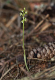 Corallorhiza trifida