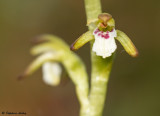 Corallorhiza trifida