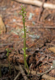 Corallorhiza trifida