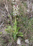 Himantoglossum robertianum