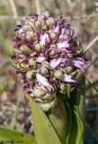 Himantoglossum robertianum