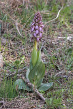 Himantoglossum robertianum