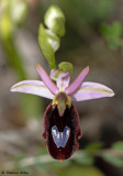 Ophrys aurelia