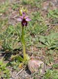 Ophrys aurelia